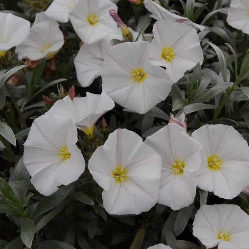 Convolvulus cneorum 15-20 cm